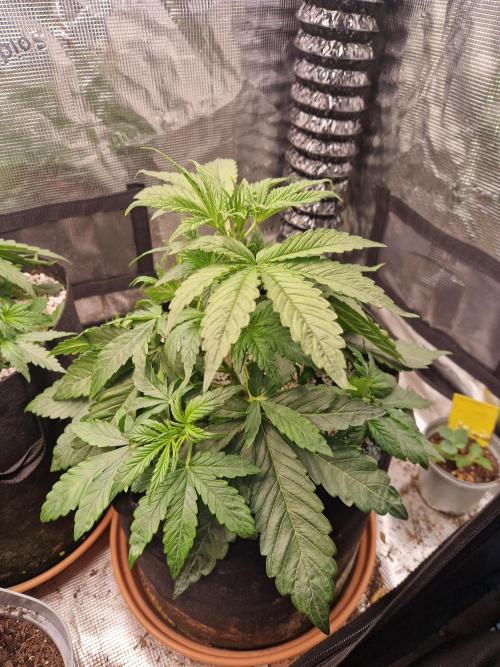 Moonstone. Week 3 - BB#2