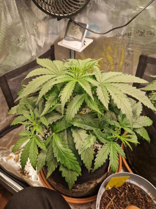 Moonstone. Week 3 - BB#3