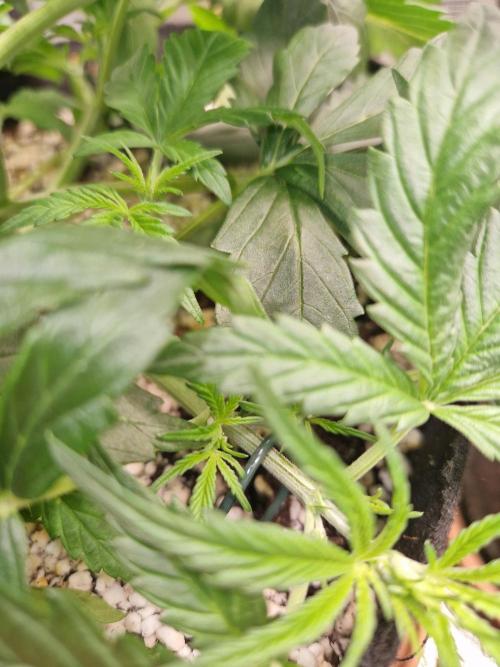 Moonstone. Week 3 - LST anchors