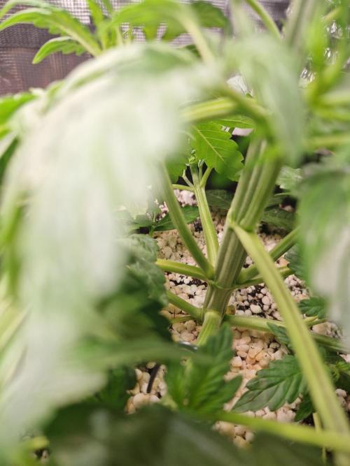 Moonstone. Week 3 - picture of the stem (04.05.26)