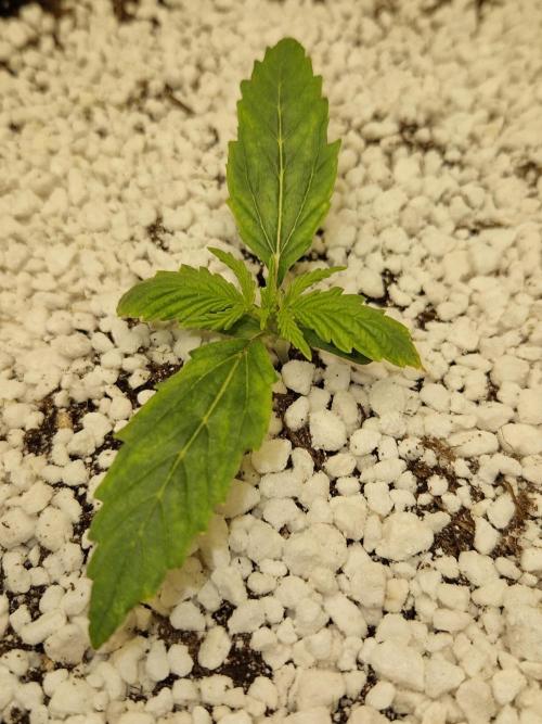 Citrus Venom (Zamnesia Tribe Exclusive). Week 1 - 05.05.26 | Day 8