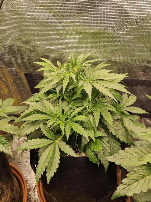 Moonstone. Week 3 - 06.04.26 | Day 26 | BB#1 