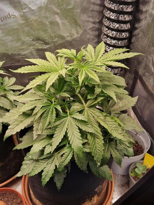 Moonstone. Week 3 - BB#2