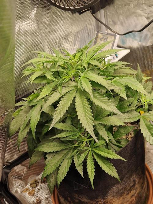 Moonstone. Week 3 - BB#3