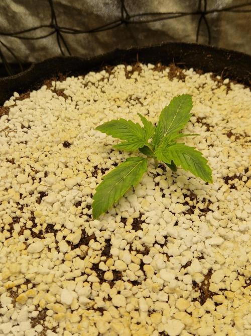 Citrus Venom (Zamnesia Tribe Exclusive). Week 2 - 06.05.26 | Day 26