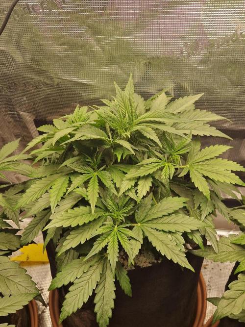 Moonstone. Week 4 - 07.05.26 | Day 27 | BB#1