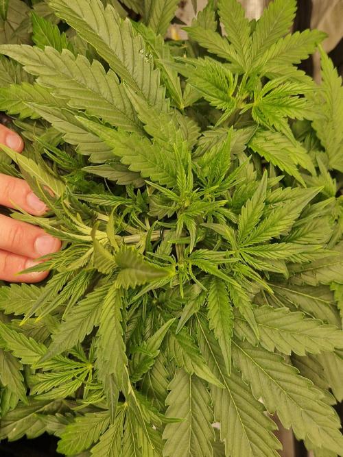 Moonstone. Week 4 - BB#1 LST