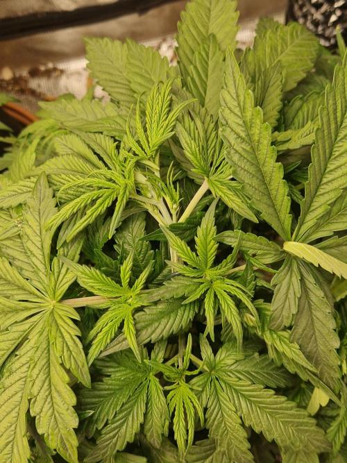 Moonstone. Week 4 - BB#2 LST