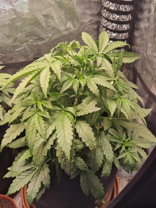 Moonstone. Week 4 - BB#2