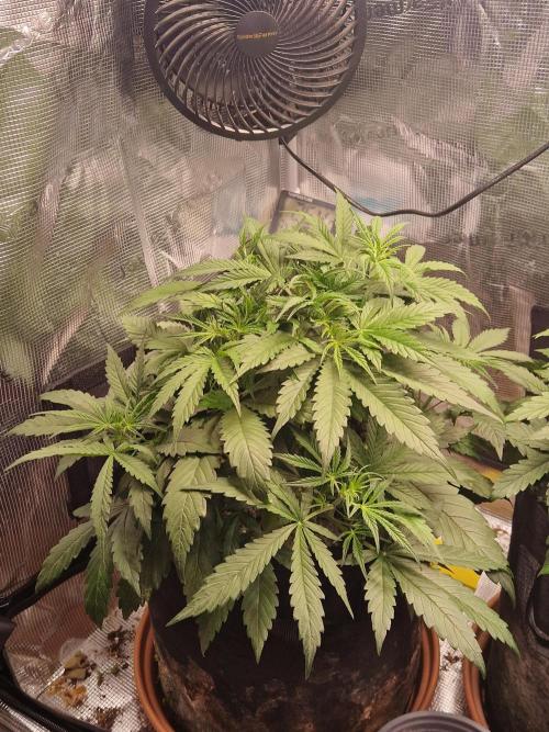 Moonstone. Week 4 - BB#3