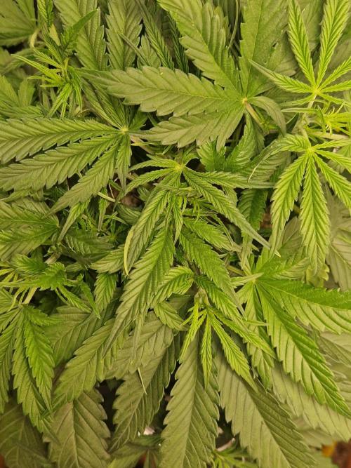 Moonstone. Week 4 - BB#3 LST