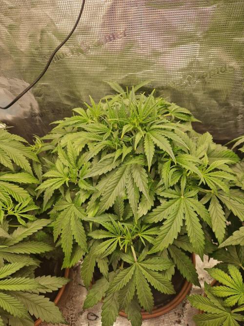 Moonstone. Week 4 - 09.05.26 | Day 29 | BB#1