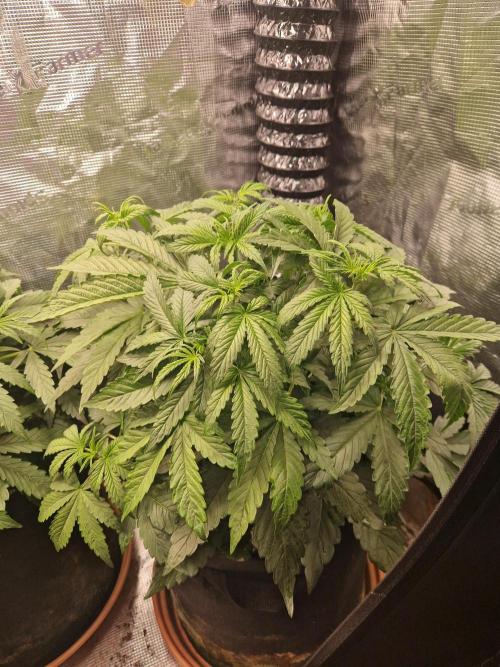 Moonstone. Week 4 - BB#2