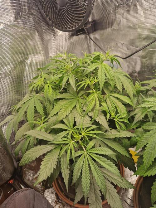 Moonstone. Week 4 - BB#3