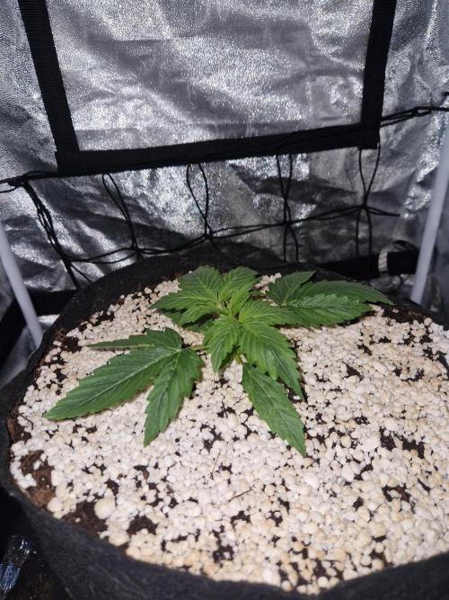 Citrus Venom (Zamnesia Tribe Exclusive). Week 2 - 08.05.26 | Day 28
