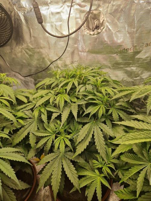 Moonstone. Week 4 - 11.05.26 | Day 32 | BB#1
