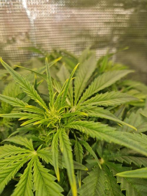 Moonstone. Week 4 - BB#1 | Pre flower