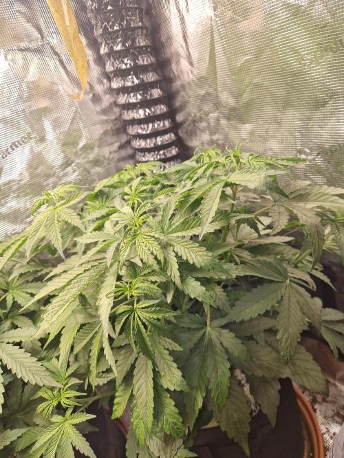 Moonstone. Week 4 - BB#2