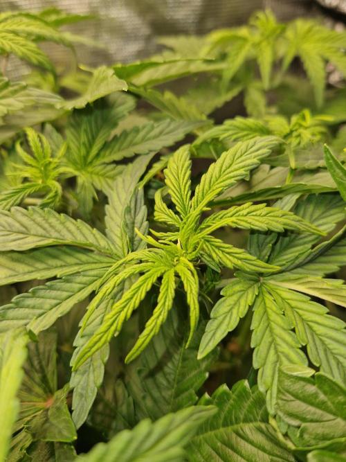 Moonstone. Week 4 - BB#2 | Pre Flower