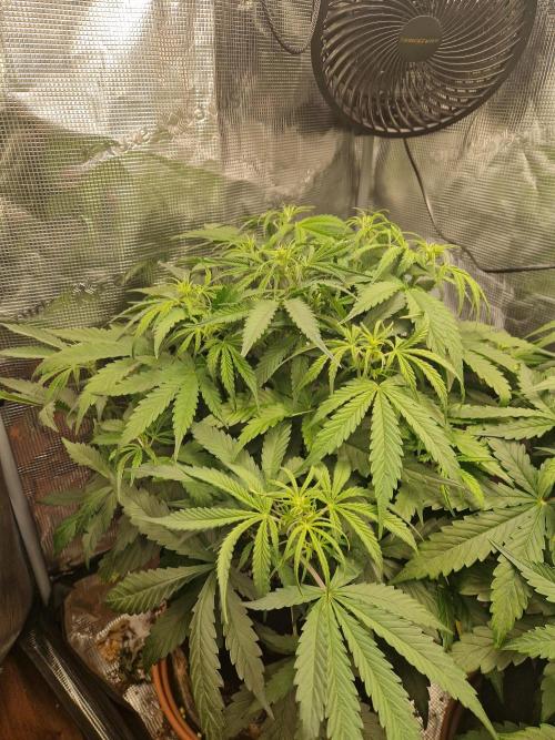 Moonstone. Week 4 - BB#3