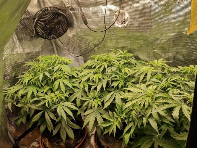 Moonstone. Week 4 - all three in one tent