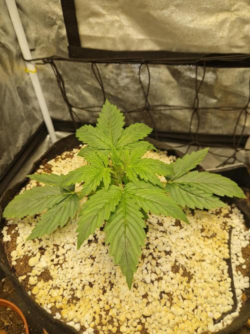Citrus Venom (Zamnesia Tribe Exclusive). Week 2 - 11.05.26 | Day 15