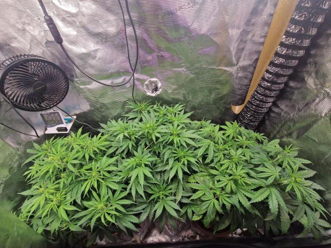Moonstone. Week 5 - 14.05.26 | Day 35