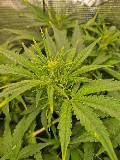 Moonstone. Week 5 - Flowering on BB#1