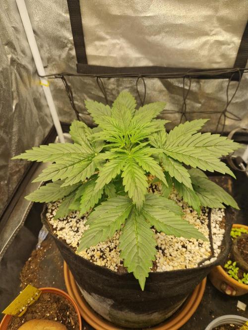 Citrus Venom (Zamnesia Tribe Exclusive). Week 3 - 14.05.26 | Day 17