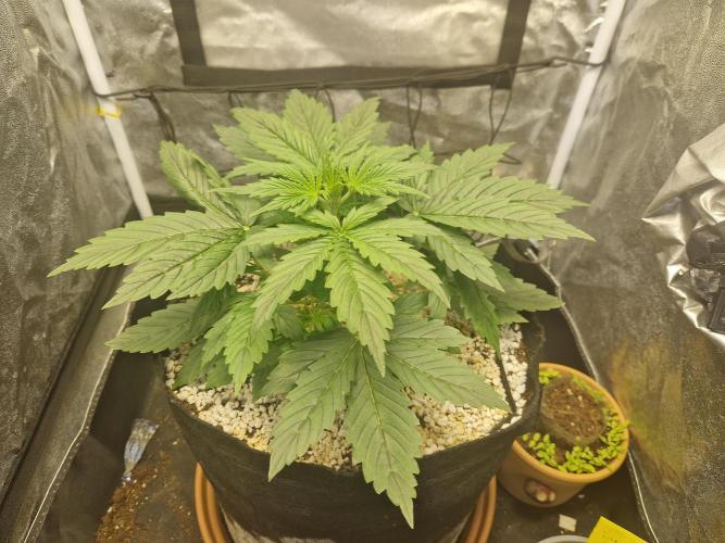Citrus Venom (Zamnesia Tribe Exclusive). Week 3 - 15.05.26 | Day 18 