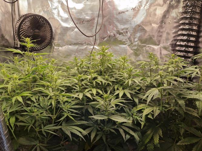 Moonstone. Week 5 - Hight and stretch