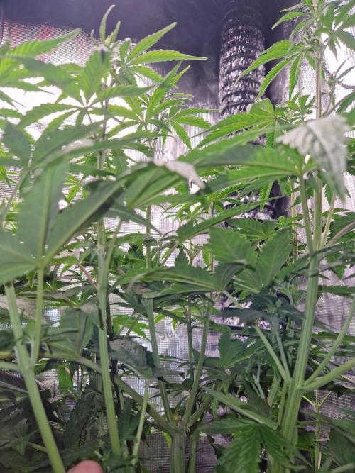 Moonstone. Week 5 - Topped BB#2 massive brench grow.