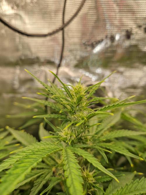 Moonstone. Week 5 - BB#1 Top cola