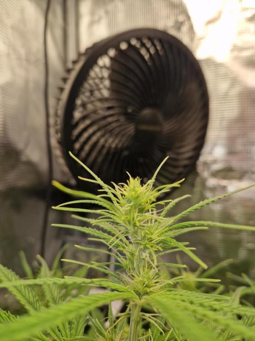 Moonstone. Week 5 - BB#3 Top cola