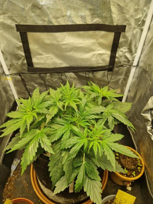 Citrus Venom (Zamnesia Tribe Exclusive). Week 3 - 17.05.26 | Day 20 | top
