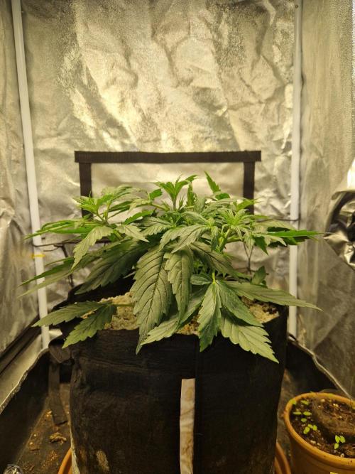 Citrus Venom (Zamnesia Tribe Exclusive). Week 3 - front
