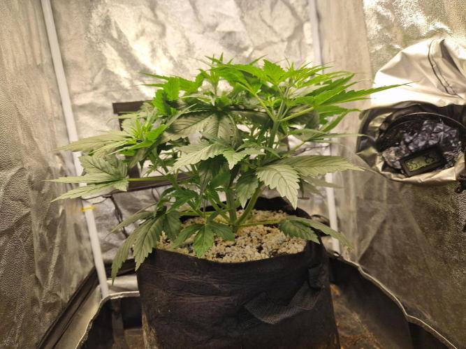 Grow Tent 2'x2' (70x70x160cm). Week 3
