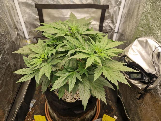 Citrus Venom (Zamnesia Tribe Exclusive). Week 3 - 19.05.26 | Day 22
