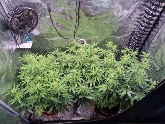Moonstone. Week 5 - 19.05.26 | Day 40