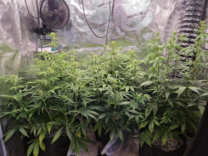 Moonstone. Week 5 - front for hight. its now about 60cm