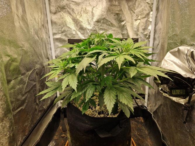 Citrus Venom (Zamnesia Tribe Exclusive). Week 3 - front