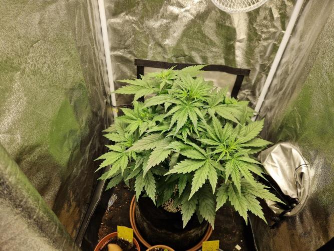 Citrus Venom (Zamnesia Tribe Exclusive). Week 4 - 21.05.26 | Day 24