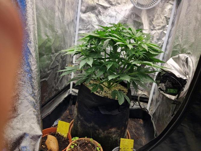 Citrus Venom (Zamnesia Tribe Exclusive). Week 4 - front