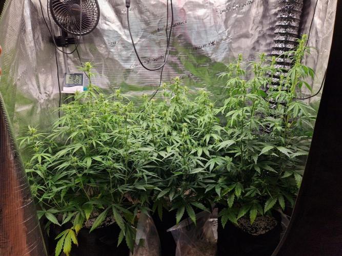 Moonstone. Week 6 - front