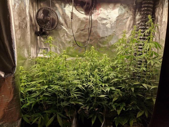 Moonstone. Week 6 - front
