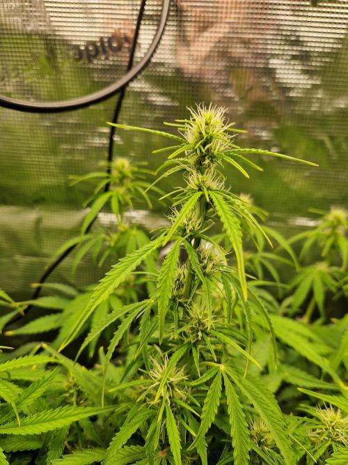 Moonstone. Week 6 - BB#3 flower