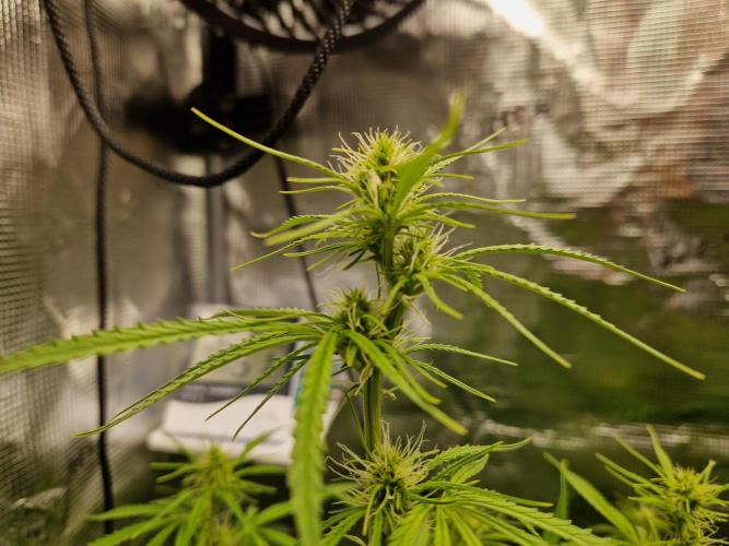 Moonstone. Week 6 - BB#1 flower