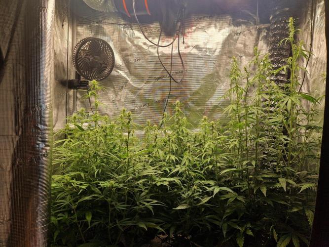 Moonstone. Week 6 - front