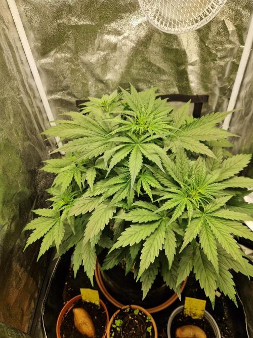 Citrus Venom (Zamnesia Tribe Exclusive). Week 4 - 22.05.26 | Day 25