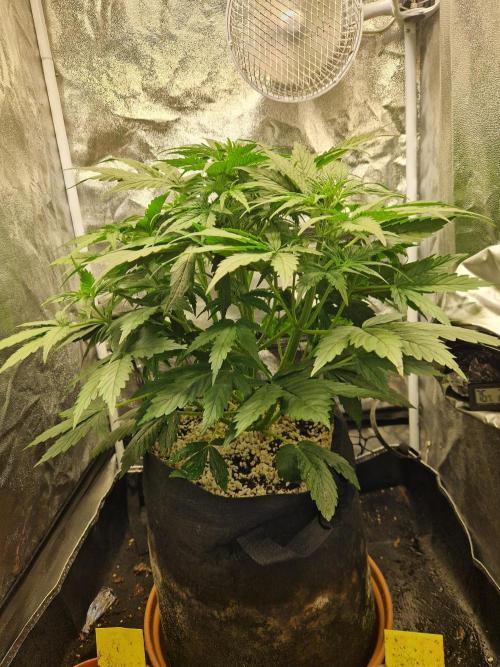 Citrus Venom (Zamnesia Tribe Exclusive). Week 4 - front